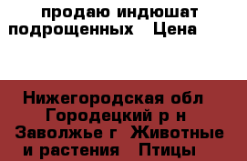 продаю индюшат подрощенных › Цена ­ 450 - Нижегородская обл., Городецкий р-н, Заволжье г. Животные и растения » Птицы   